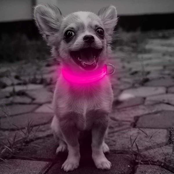 LED-halsbånd til hund, genopladeligt, lysende, justerbart, reflekterende