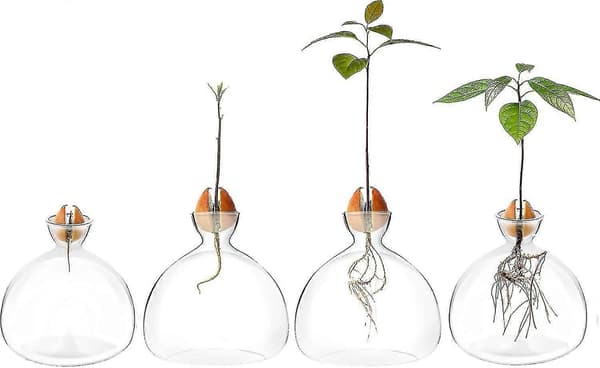 Avokadofröstartare – Glasvas, avokadoträdskit för hemmet, ovanlig trädgårdspresent