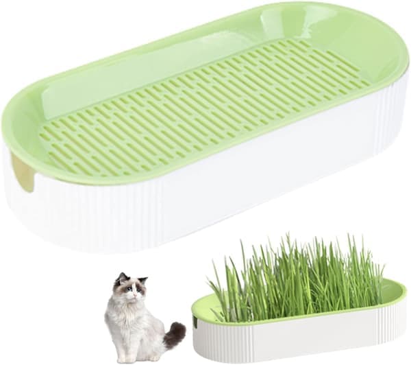 Kattgräsplantering, kattgräs för inomhuskatter, odlingskruka