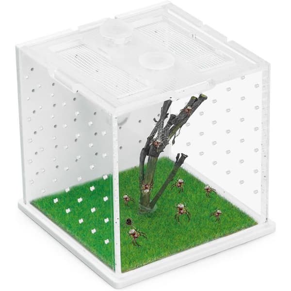Springedderkop Avlsboks - 1 Enhed - Klar Akryl - Med Foderport - Til Terrarier