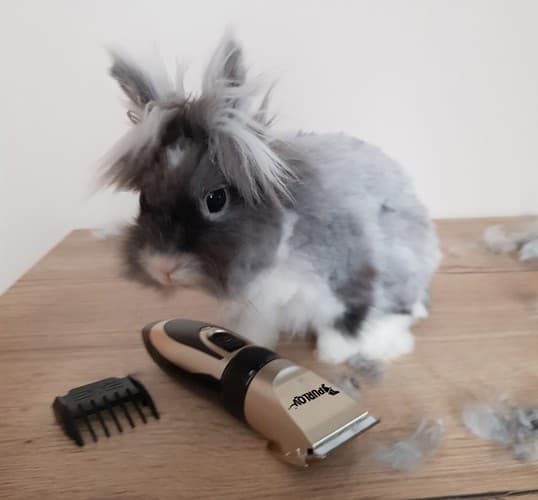 Hundetrimmer / Hundeklipper - Trimmer for hunder