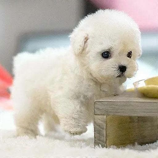 Milow Robothvalp, Milow - Min Realistiske Robothvalp White