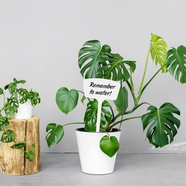 Trädgårdsetiketter - 30 stycken - Robust plast - Växtidentifiering - Grönsaksträdgård och blommor - Vit 36cm