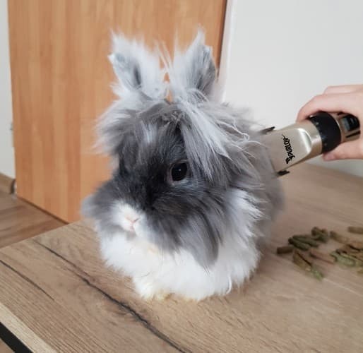 Hundetrimmer / Hundeklipper - Trimmer for hunder