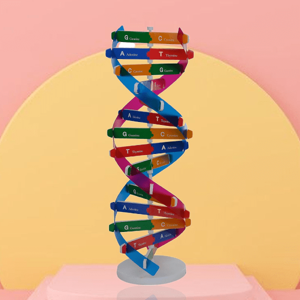 DNA-mallin kaksoiskierrerakennelelu, tiede ihmisen geeni - spot-myynti