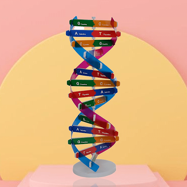 DNA modell dubbel helix struktur leksak, vetenskap mänsklig gen - spot sales