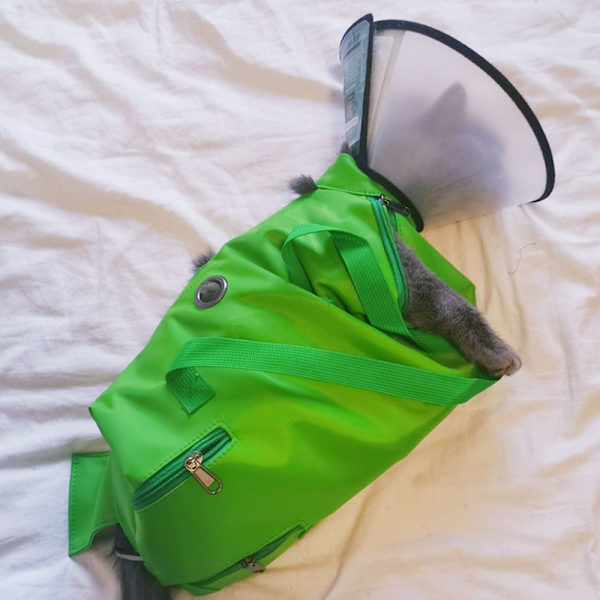 Pet Go Out Ryggsäck Messenger Bag Pet Carrier - on stock L
