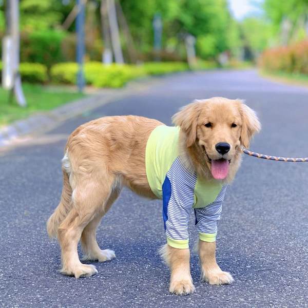 Hundkläder Pulloverkläder - stock 3XL