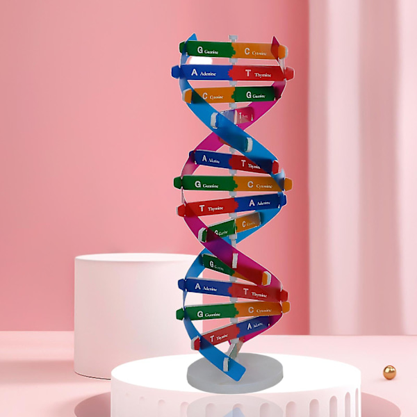 DNA modell dubbel helix struktur leksak, vetenskap mänsklig gen - spot sales