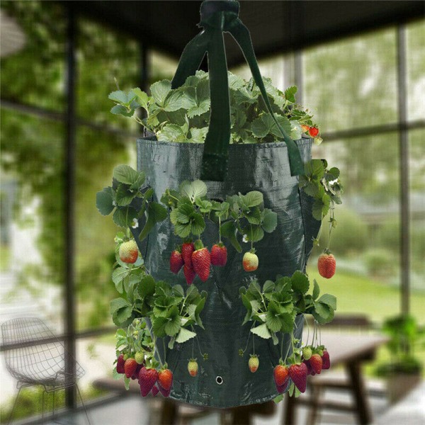 Strawberry Grow Plant Container Hängblomma Trädgård Väskas - stock dark green