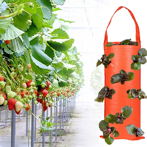 Tyg jordgubbar hängande plantering släpande växter växa påse - on stock orange 4 Pockets