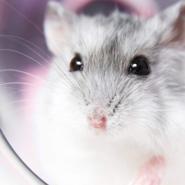 Hamsterball, 14,5 cm gjennomsiktig hamsterhjul Løpeball for hamstere og mus Plastleker eliminerer kjedsomhet og øker aktiviteten