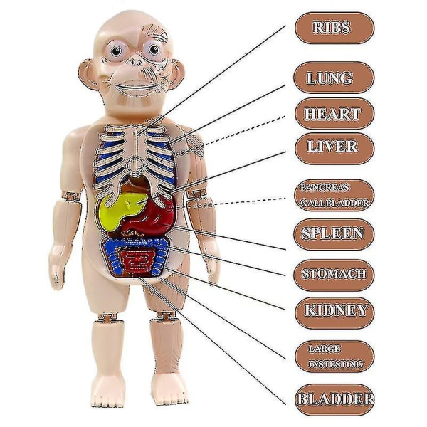 3d-puslespill Menneskekropp Anatomi Modell Pedagogisk læring Organ Montert leketøy Kroppsorgan Læringsverktøy for barn
