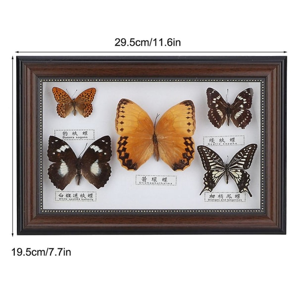 Exquisite Butterflies Insect Specimen Craft Birthday Gift Home Decor Ornament (black Frame)