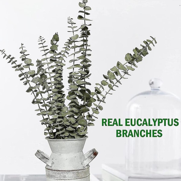 Torkade eukalyptusgrenar äkta 12 st naturliga eukalyptusstammar äkta eukalyptusväxt Levande inomhusfo