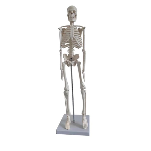 Manikin Menneskelig muskelfigurmodell Anatomi Menneskeskjelettmodell Kunstnere Malerimodell Anatomisk menneskeskjelettmodell