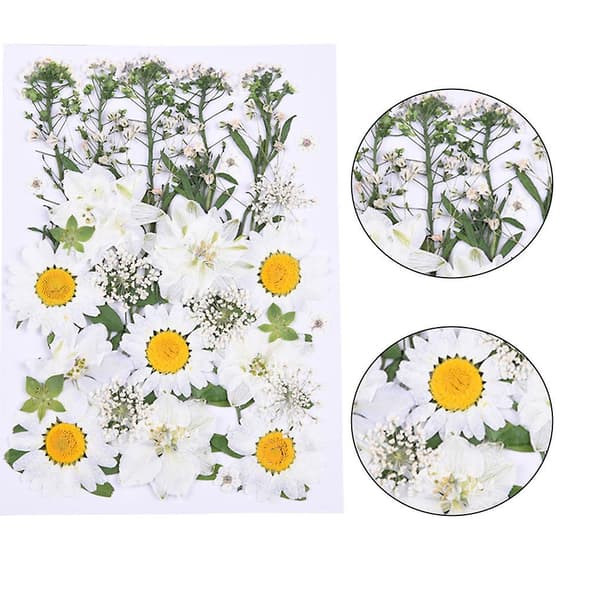 Tørrede pressede blomster assorterede hvide tusindfryd blade gør hilsen