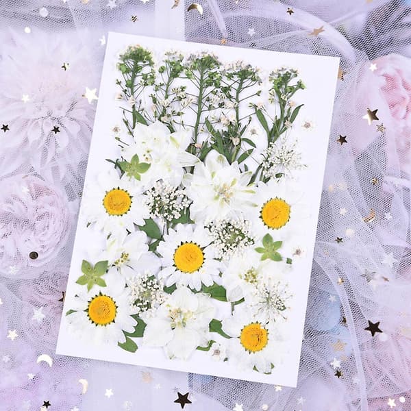 Tørrede pressede blomster assorterede hvide tusindfryd blade gør hilsen