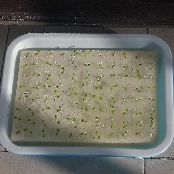 Hydroponiske svampespirer for hagearbeid