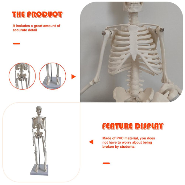 Mannequin Menneskelig Muskelfigur Modell Anatomi Menneskelig Skjelettmodell Kunstnere Maleri Modell Anatomisk Menneskelig Skjelettmodell