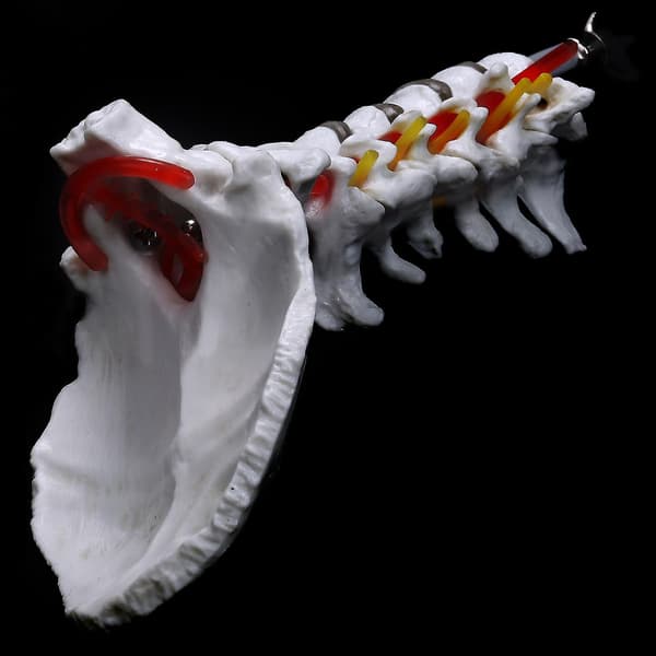 Cervikal Kotor Arteria Ryggrad Spinalnerver Anatomisk Modell