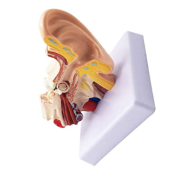 1,5x ihmiskorvan anatomiamalli - Professional Desktop Inner Ea