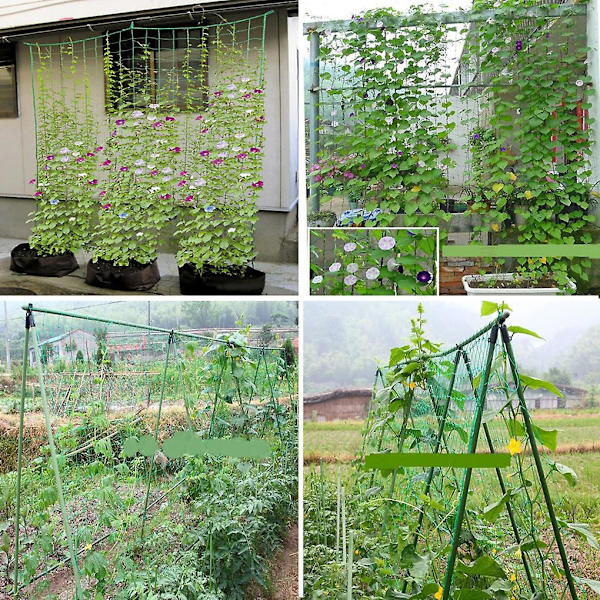 Plante klatrenet  Blomsterbønner Vinstok espalier Have net support