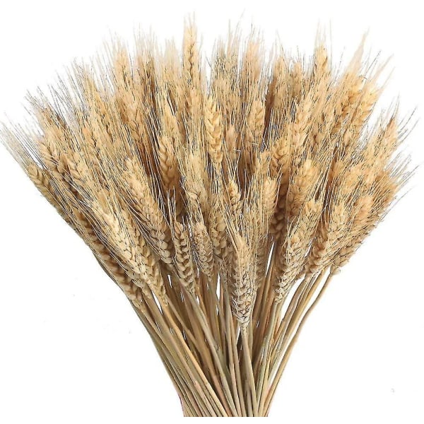 100 stk tørret hvede Naturlig tørret hvede buketter dekoration N