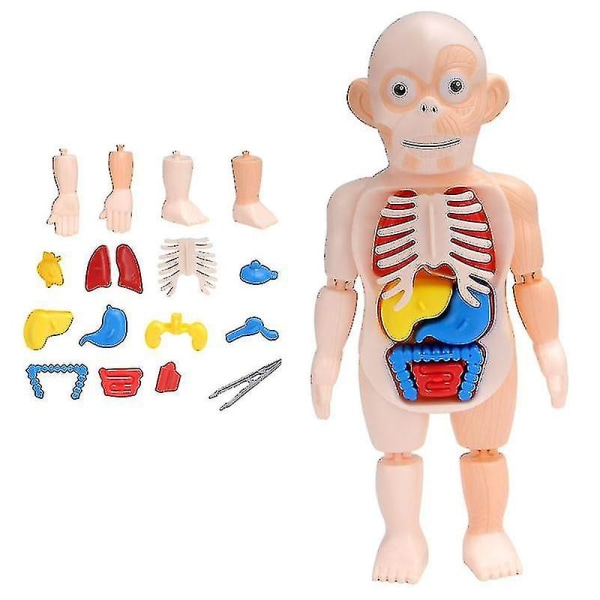 3d-puslespill Menneskekropp Anatomi Modell Pedagogisk læring Organ Montert leketøy Kroppsorgan Læringsverktøy for barn