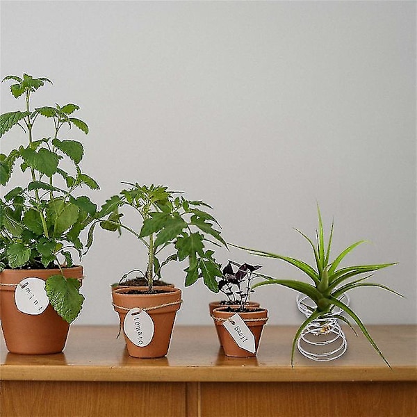 6 stk. Luftstand Luftplante Beholder Tillandsia Holder Rustfrit Stål Display Luft Ananas Base