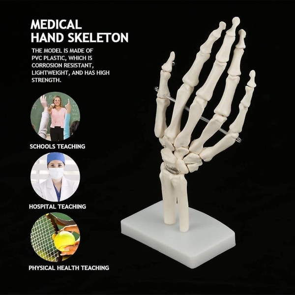 Medicinsk skelet model - medicinsk anatomisk naturlig størrelse menneskelig hånd fælles undersøgelse Menneske medicinsk anatomi til kunst Skitse Skelet Skoler Sundhedsundervisning Dra