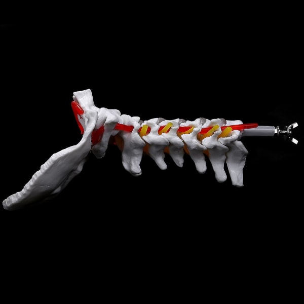 Nackkotan Arteria Ryggraden Spinalnerver Anatomisk Mod