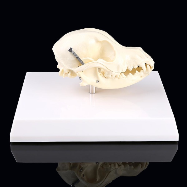 Canine Hundehoved Model Anatomi Skelet Veterinær Specimen Undervisningsvisning Uddannelse Halloween Gave