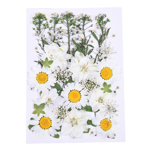 Tørrede pressede blomster assorterede hvide tusindfryd blade gør hilsen