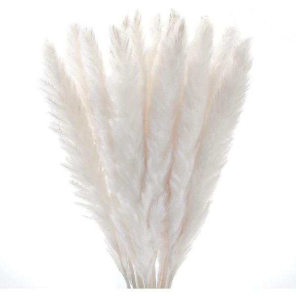 30 Pcs Pampas Natural Grass Reed Plume Dried Flowers Phragmites Bouquet Tall Real Touch Natural Plumes For Farmhouse Office Bedroom Wedding Rustic Dec