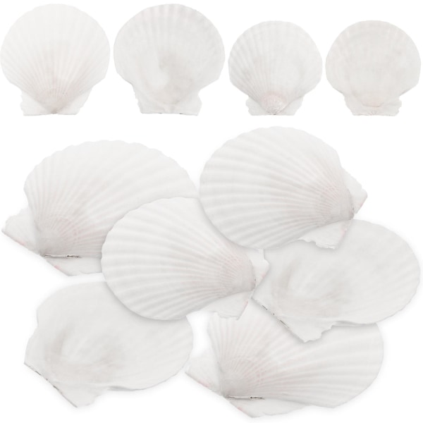 10stk Hvite kamskjell Shell Seashells Large Natural Shell Embellishment Craft Material