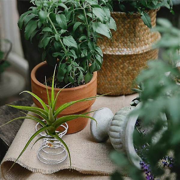6 stk. Luftstand Luftplante Beholder Tillandsia Holder Rustfrit Stål Display Luft Ananas Base