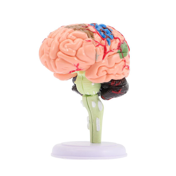 Manikiinin aivojen anatomia malli Ihmisaivomalli Luokkahuone Opintonäytös Malli Aivomalli Ihmiskehomalli Lapset
