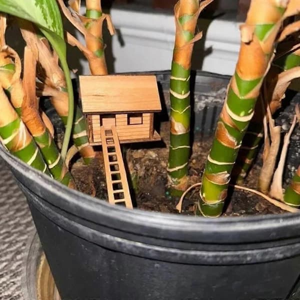 Växt Mini Trädkoja, Blomkruka Trädkoja