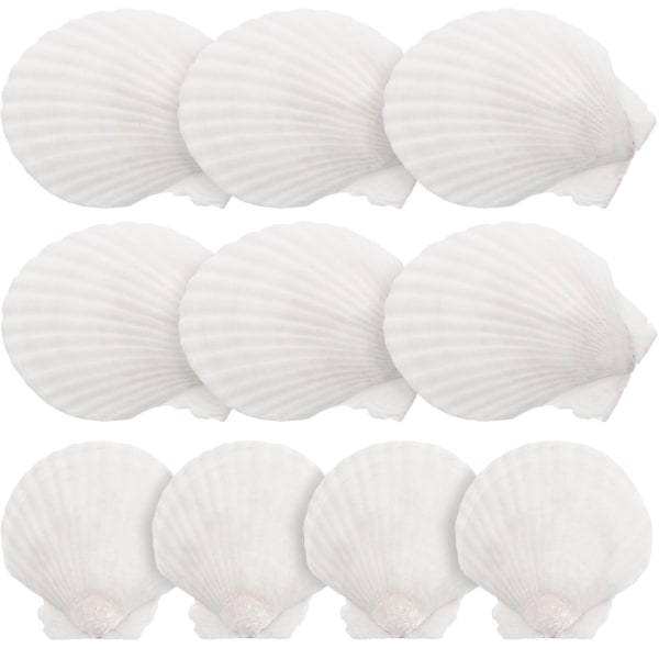 10 stk Hvide kammuslinger Shell Muslingeskaller Stor Naturlig Shell Udsmykning Craft Materiale
