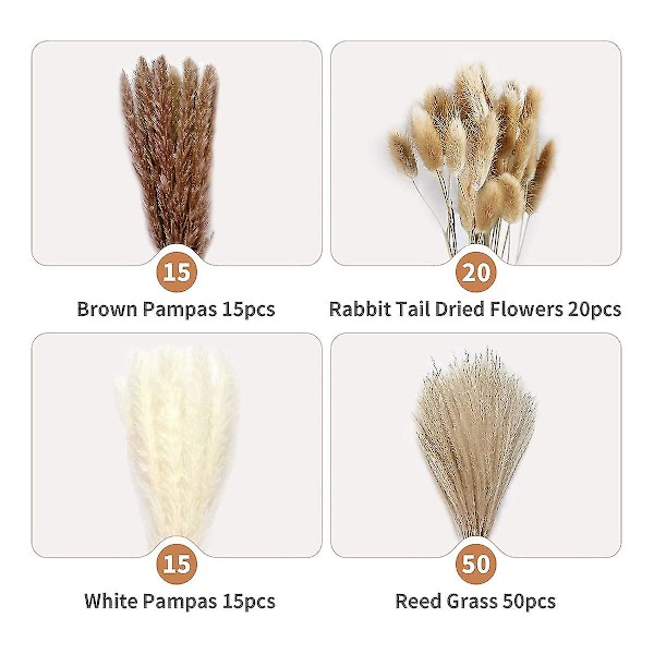 100 kpl 17 tuuman Pampas R, Kuivattu Pampasruoho Sisältää Pampas ( Ja ), Re