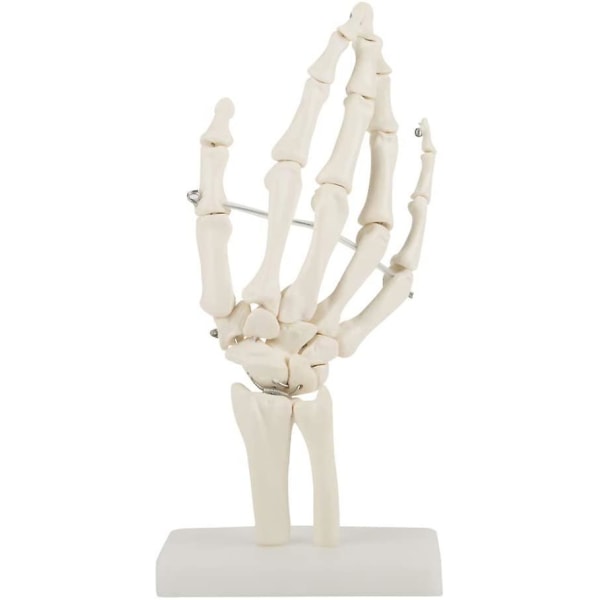 Medisinsk skjelettmodell - Medisinsk anatomisk naturlig størrelse menneskelig hånd Fellesstudie Menneskelig medisinsk anatomi For kunst Skisse Skjelettskoler Helseundervisning Dra