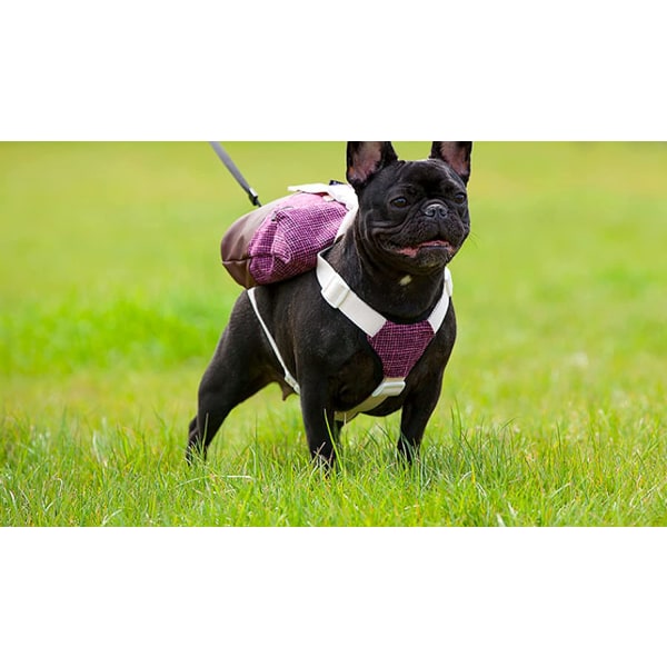Ryggsekk for hundesele – vanntett, enkel komfort, dispenser for hundepose (liten)