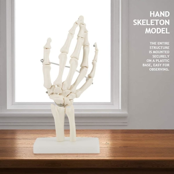 Medisinsk skjelettmodell - Medisinsk anatomisk naturlig størrelse menneskelig hånd Fellesstudie Menneskelig medisinsk anatomi For kunst Skisse Skjelettskoler Helseundervisning Dra