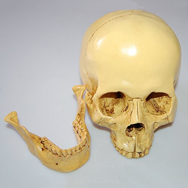Malli 1: 1 Hartsi ihmisen kallo anatominen opetuskoristelu Keltainen