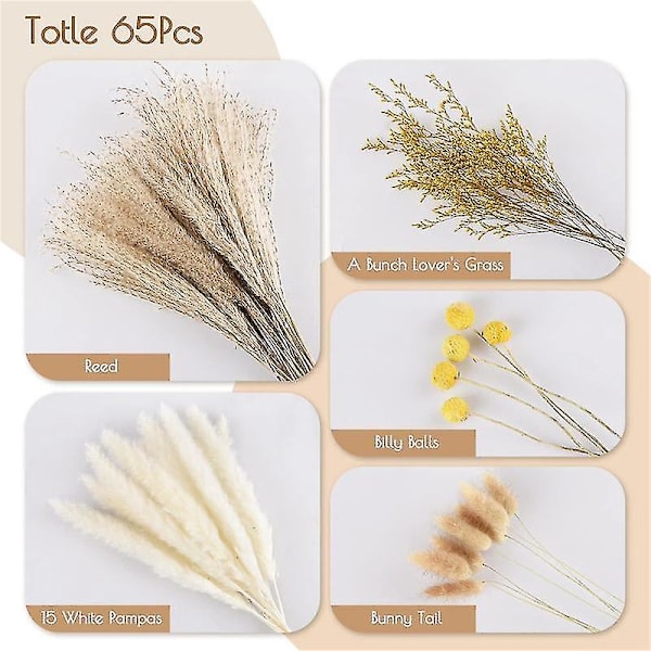 Pampasgräs R 65 st 17,5 tum Torkade Pampasväxter - fluffiga torkade Pampas