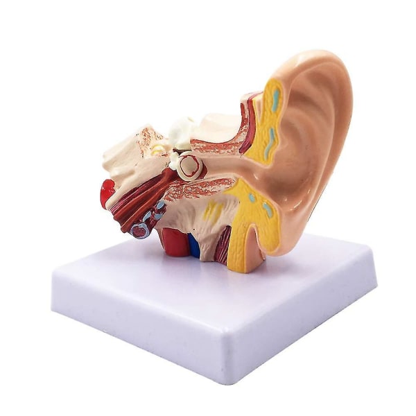 1,5x Human Ear Anatomy Model - Profesjonell Desktop Inner Ea