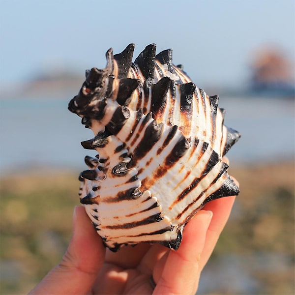Ocean Conch Naturlige Store Havskaller Ideelle Til Bryllupsfest Dekoration