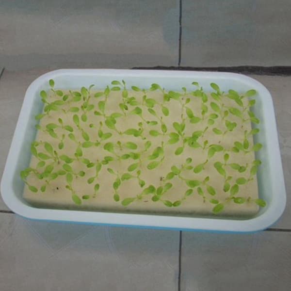 Hydroponiske svampespirer for hagearbeid
