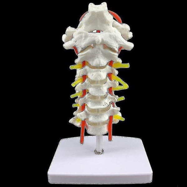 Human Anatomy Model Cervical Spine Model 18 X 13 X 8cm